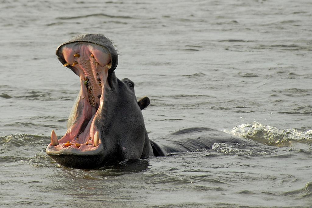 Divava Okavango Resort & Spa Bagani Luaran gambar